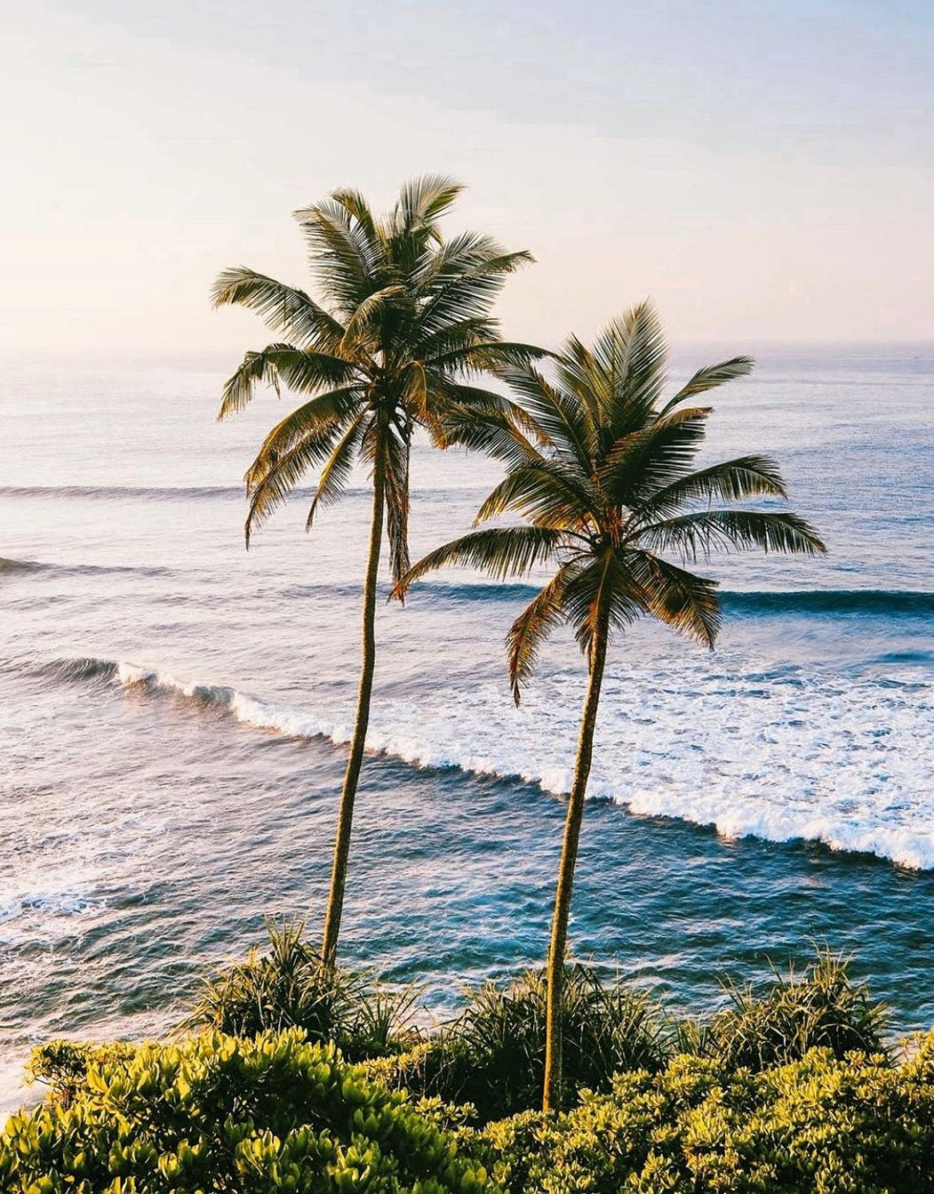 Two coconut trees on the shore of Sri Lanka