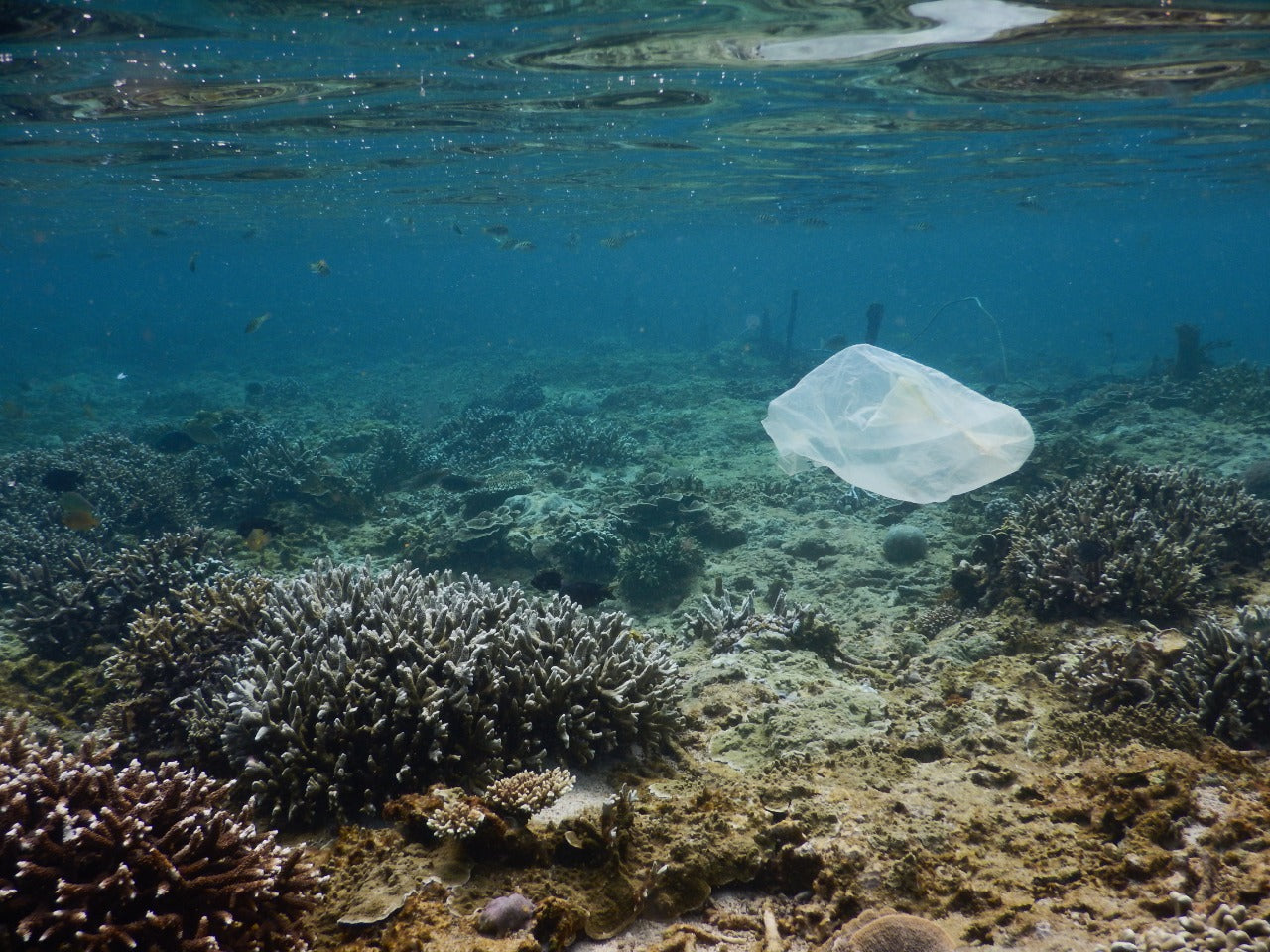 How microplastics are harmful to the precious marine ecosystem and us?